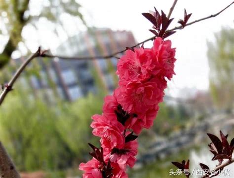 紅梅花樹|紅梅(梅花的一種):紅梅介紹,形態特徵,葉,花,果,生長環。